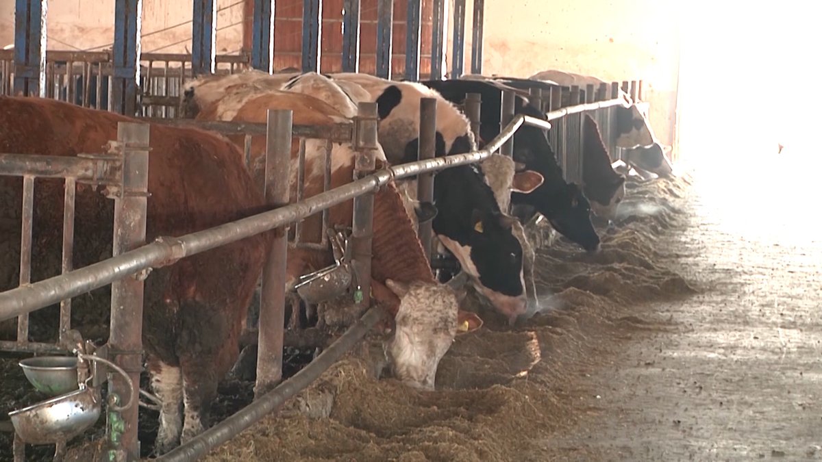 Mljekare otkazuju otkup mlijeka u TK: Mljekari očajni, prosipaju ga