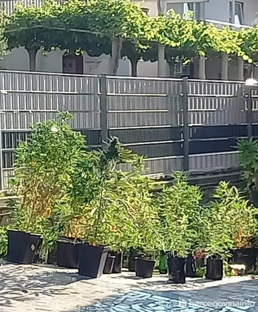 Volunteers plant 2,500 saplings in Blidinje as part of Boranka campaign