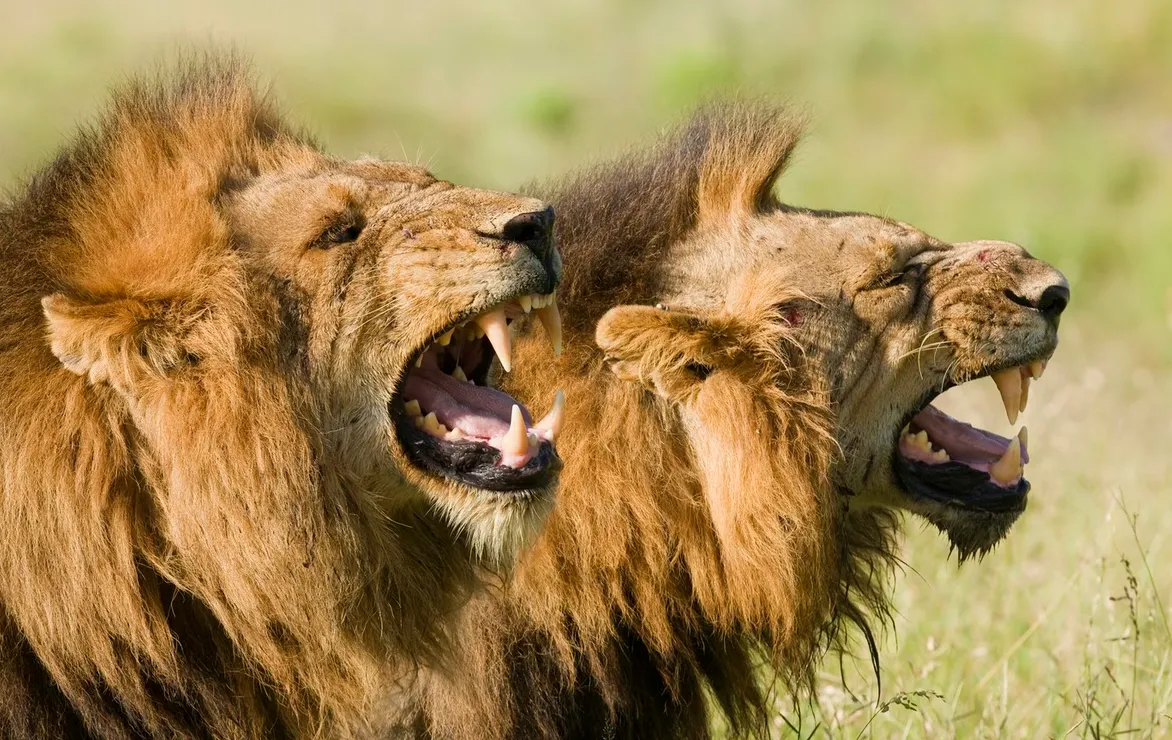 Snimak otkriva "zvijer" strašniju od lava koja ulijeva zebnju u kosti životinja