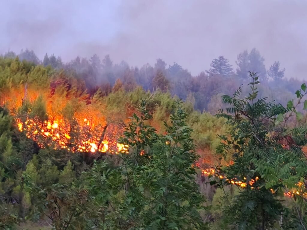 Veliki Po ar U Dalmaciji U ao U Park Prirode Biokovo veliki-po-ar-u-dalmaciji-u-ao-u-park-prirode-biokovo