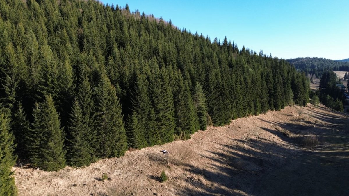 Climate crisis threatens Bosnia’s forests: Experts call for adaptive management