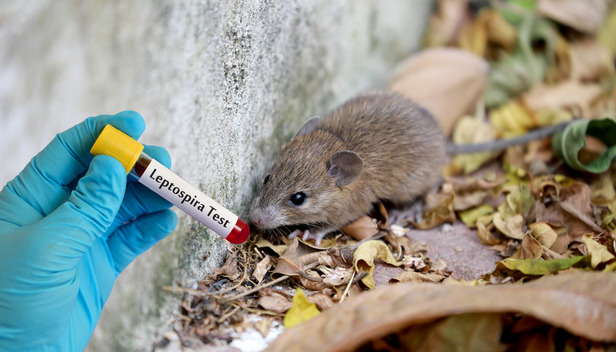 Savjeti epidemiologa: Trebaju li se građani BiH brinuti zbog širenja hantavirusa