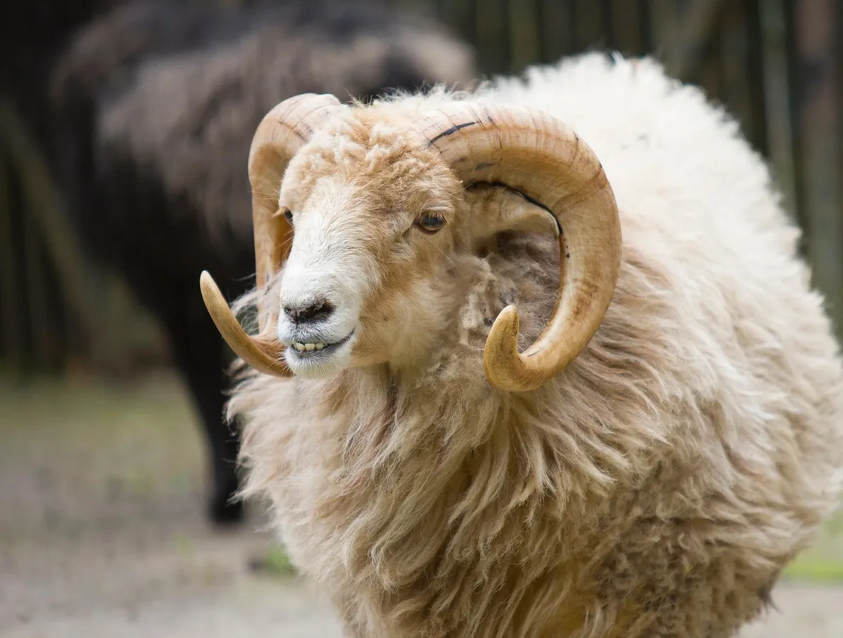 Kurban-bajram i zdravlje: Na šta trebate obratiti pažnju pri odabiru i klanju kurbana?