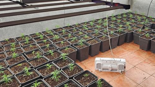 marihuana europol.webp