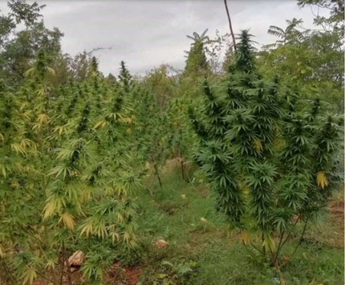 marihuana plantaža čapljina