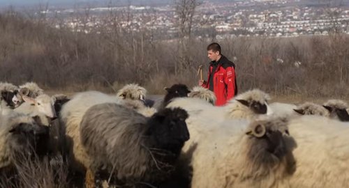 Miloš Škorić živi u šatoru i čuva 300 ovaca
