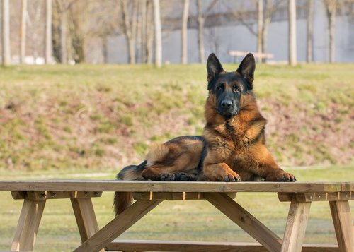 dog-3204401_1920
