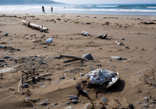 Seabirds wash up on shore in suspected avian flu die-off in Newfoundland