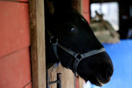 Adij Mujaković - Mango Tuzla - konji