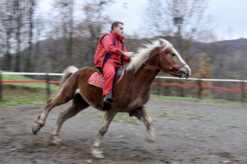 Adij Mujaković - Mango Tuzla - konji