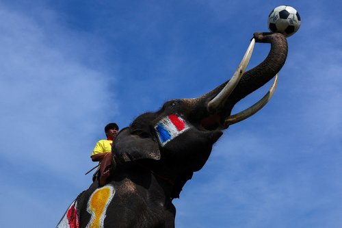 Elephants play a soccer match with students in Thailand