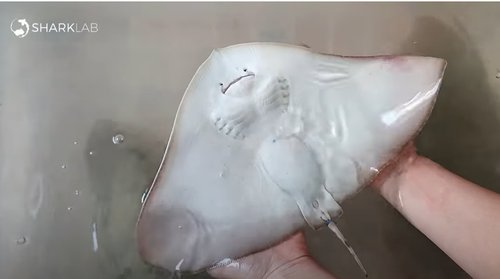 leptirica andrej gajic