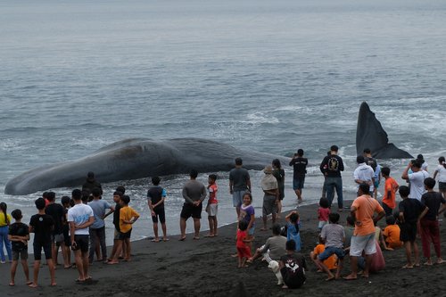 People stand near a dead sperm whale that washed up at Yeh Malet Beach