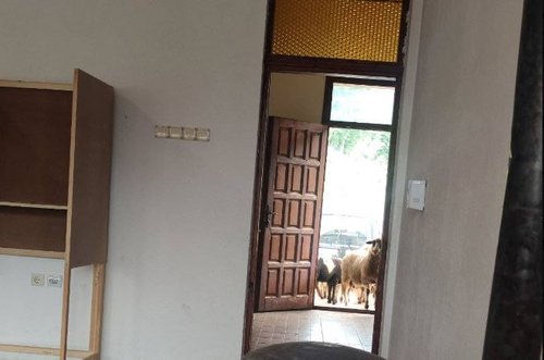 ovce na birackom mjestu u crnoj gori