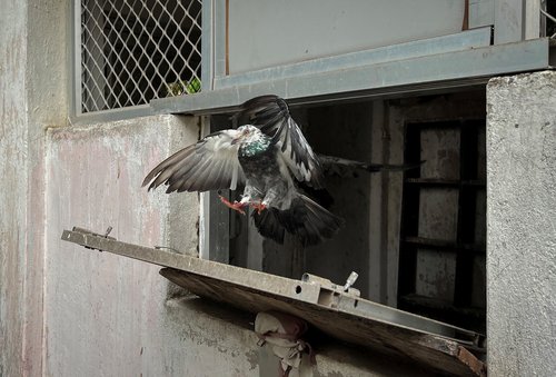 A Belgian Homer pigeon flies out a loft during their training to carry police messages, in Cuttack