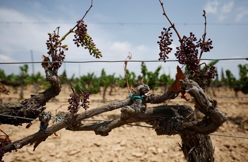 Dry bunches of grapes are seen hanging from a grape stocks at Cava Vilarnau's field, in the Cava production area of Penedes