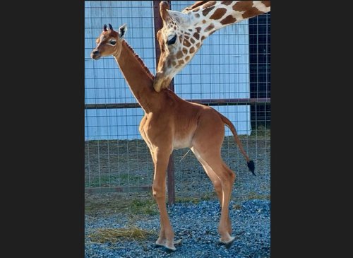 giraffe