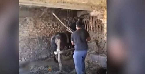 zlostavljanje konja2