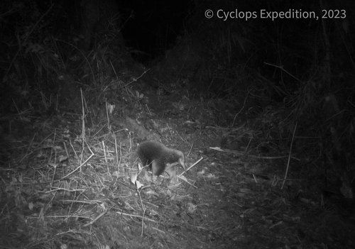 An echidna walks amid vegetation in the Cyclops Mountains