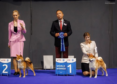 WDS 2024 - World Winner 03