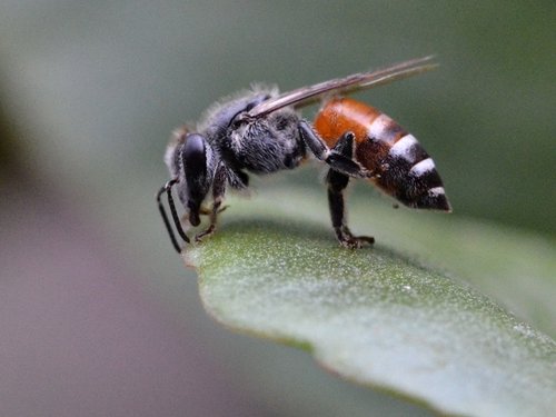 Apis florea, crvena patuljasta pčela
