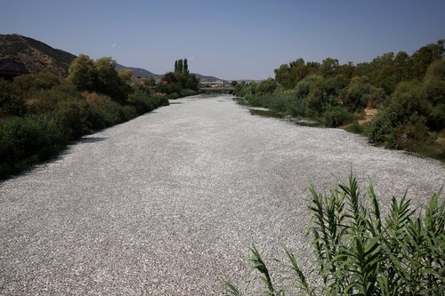 Tonnes of dead fish crowd Greek tourist port after flooding