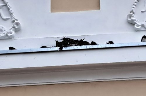 lastavice na hrpi gradiska