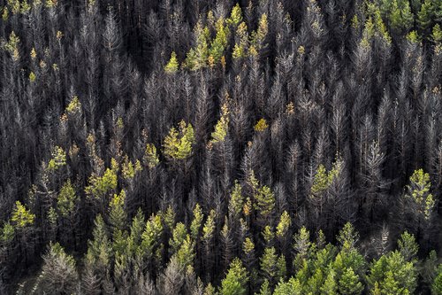 The Wider Image: Ukraine's vast forests devastated in hellscape of war
