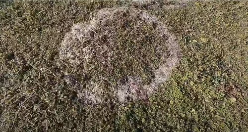 zagonetni krugovi na njivi kodviteza