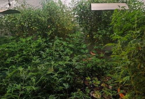 laboratorija marihuana ks