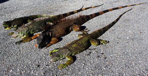 FILE PHOTO: Cold-stunned iguanas are seen following extreme cold weather in Lake Worth