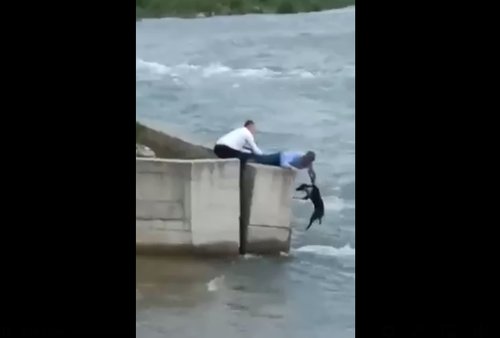 spasavanje spsa berane