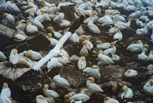 Seabirds wash up on shore in suspected avian flu die-off in Newfoundland
