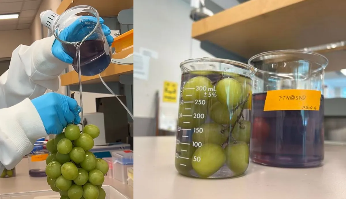 Novo sredstvo uklanja 94% pesticida, održava grožđe svježim 15 dana na sobnoj temperaturi