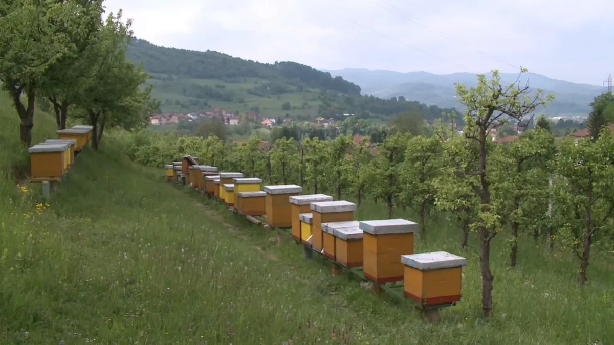 Od cvijeta do tegle: Kako nastaje med i zašto su pčele ključne za naš opstanak