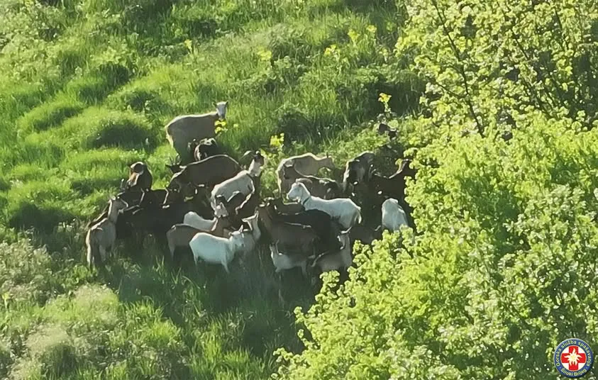 Neobična akcija: Vlasnik izgubio stado, GSS-ovci pronašli "zaigranu ekipu" i vratili je