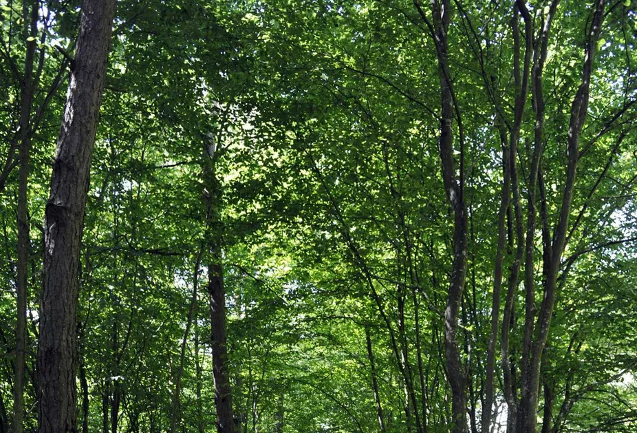 Sličica