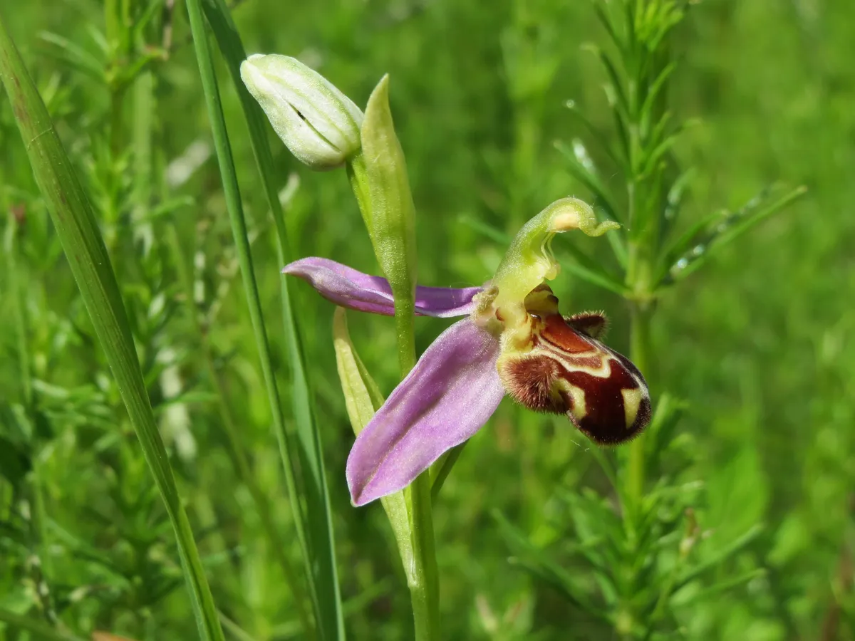 Rare orchid species discovered in Blagaj marks historic first for Bosnia