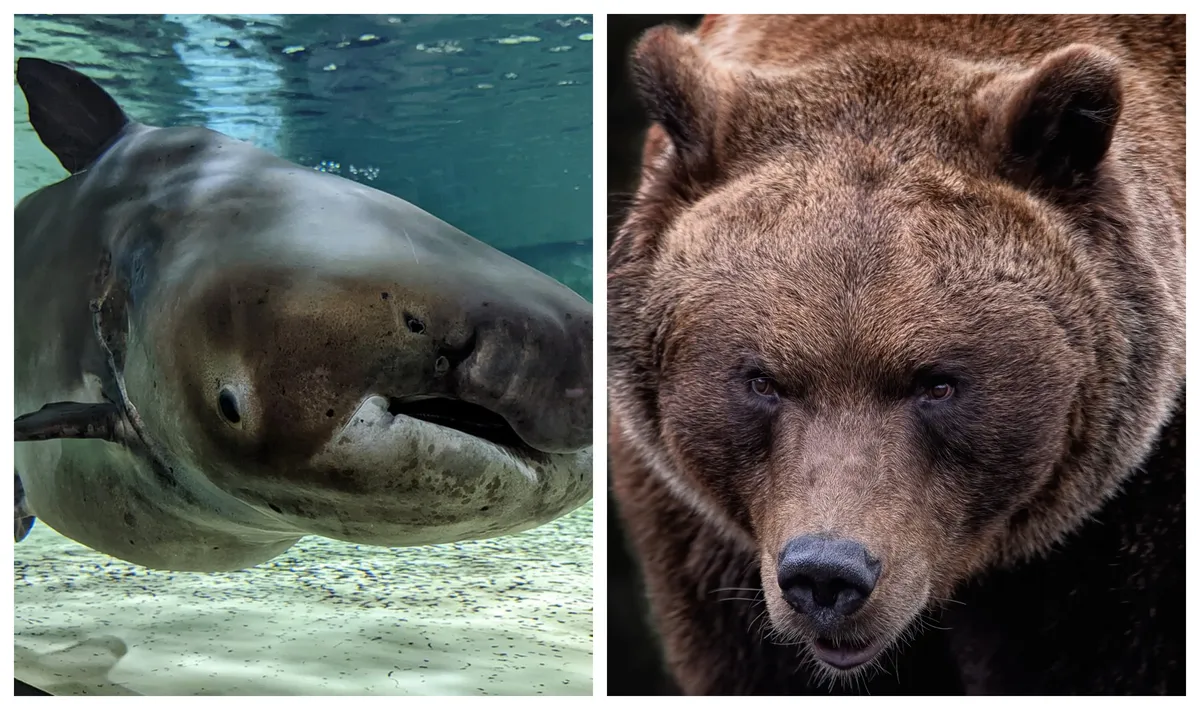 Iz rijeke izvučena riba veličine grizlija (FOTO)