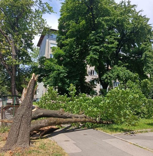 drvo palo grbavica