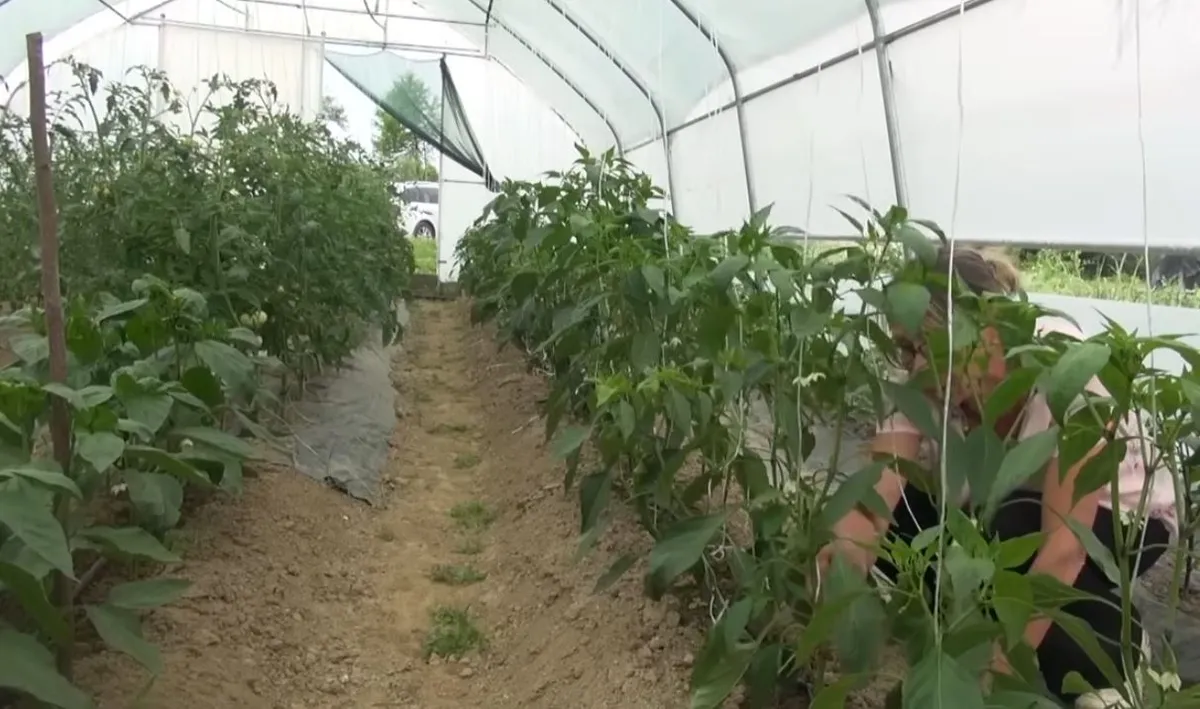 Malo bosansko selo proizvodi najskuplje povrće na 