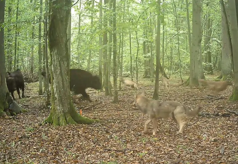 Po prvi put snimljen napad vukova na "kralja šume", vrste koja je gotovo izumrla u Evropi