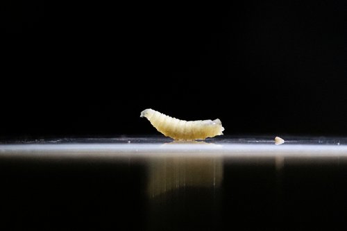 Parazit screwworm