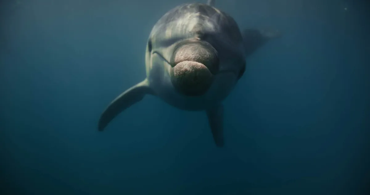 Popularni delfin Oliver s Jadrana prvi put snimljen ispod površine: Brojni ožiljci otkrili tužnu priču