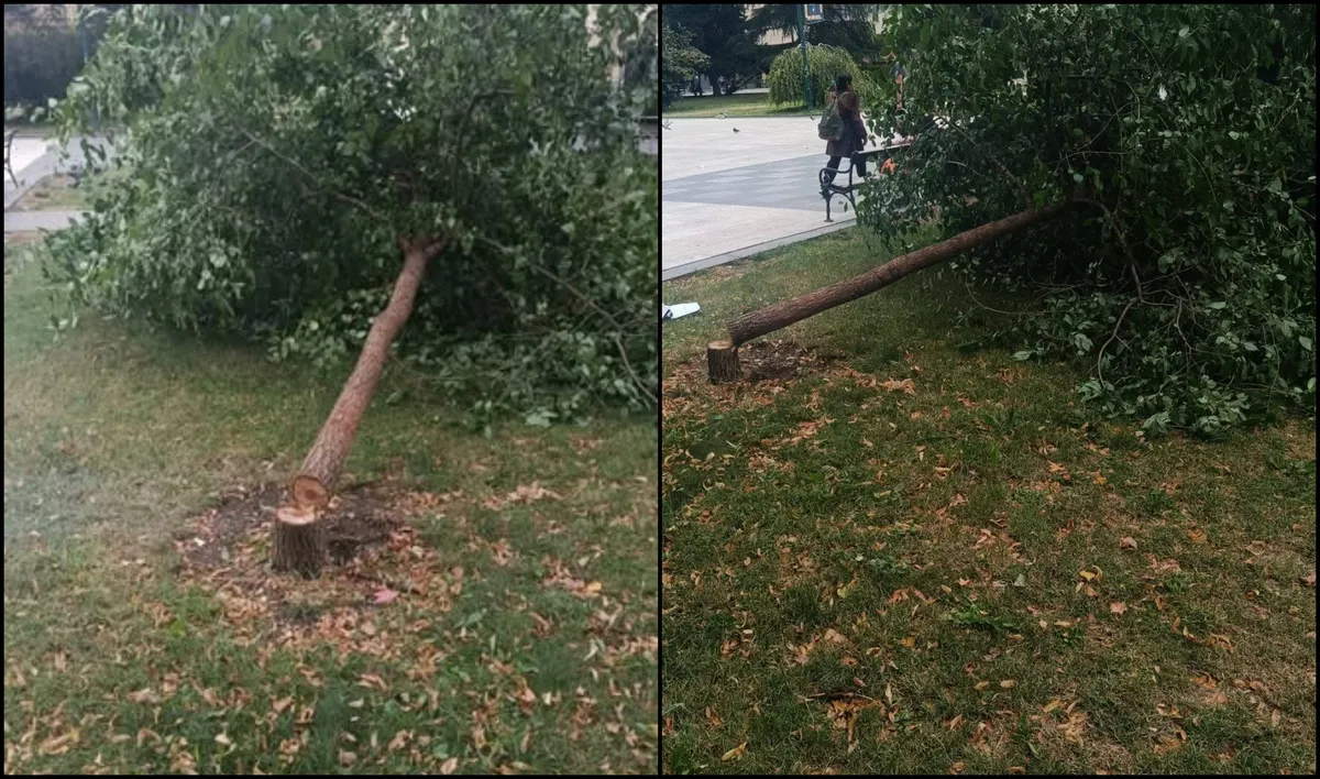 Vandalizam u centru Sarajeva: Motornom pilom posječeno mlado stablo - komunalni redari izvršili uviđaj, poduzimaju se dalje mjere