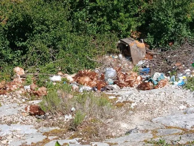U Hercegovini uz cestu pronađene uginule i žive kokoši