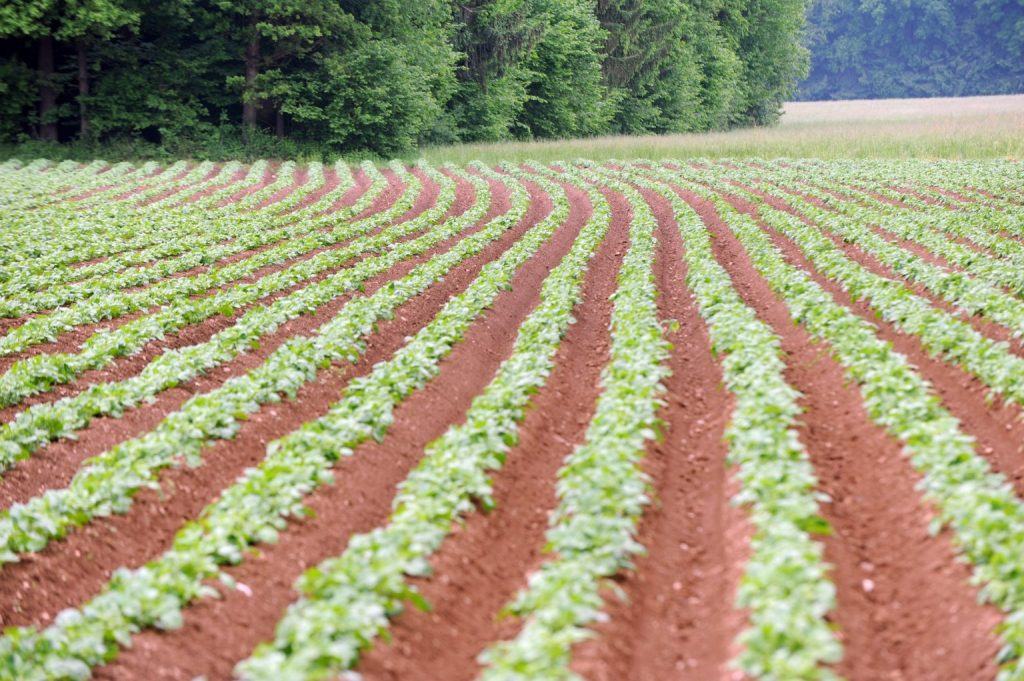 BiH CoM approves duty-free import of 300,000 tonnes of fertilizers in 2027