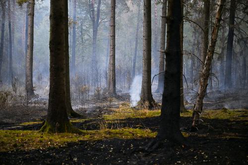 Smoke rises from a forest area as a wildfire approaches a residential area where several hundred residents have been ordered to evacuate their houses in Huertgenwald-Gey, west of Cologne, Germany, August 15, 2026. REUTERS/Jana Rodenbusch