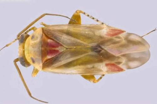 Swiftiephylus amator