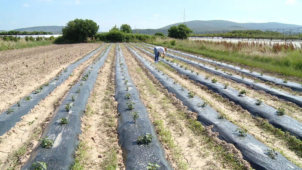 Vrućine i niske otkupne cijene prijete novim poskupljenjima hrane u BiH